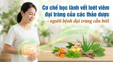 Cơ chế bọc lành vết loét viêm đại tràng của các thảo dược - người bệnh đại tràng cần biết