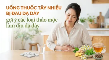 Uống thuốc tây nhiều bị đau dạ dày: gợi ý các thảo mộc làm dịu dạ dày