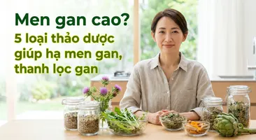 Men gan cao? 5 loại thảo dược giúp hạ men gan, thanh lọc gan