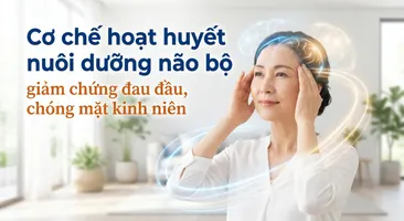 Cơ chế hoạt huyết nuôi dưỡng não bộ, giảm chứng đau đầu, chóng mặt kinh niên