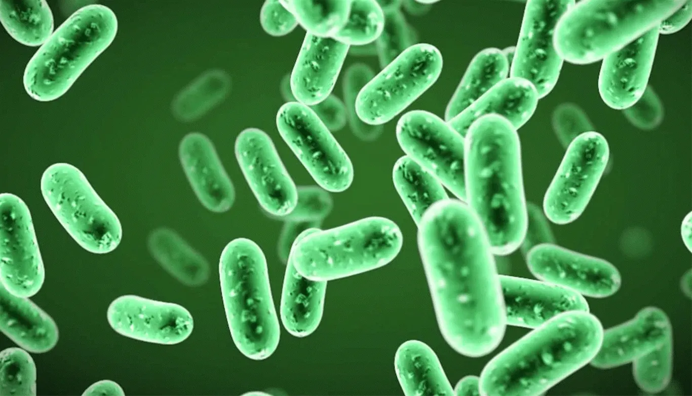 Bacillus clausii – chủng vi khuẩn được WHO khuyên dùng