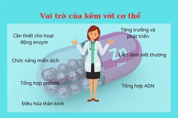 uống kẽm bao lâu thì dừng