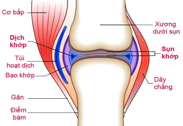 Cấu trúc cơ quan khớp